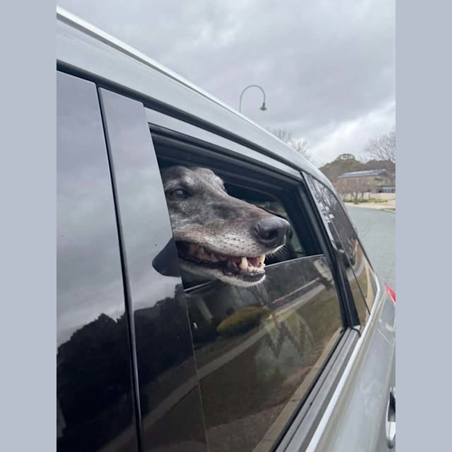 Photo of Jeff, The Greyhound