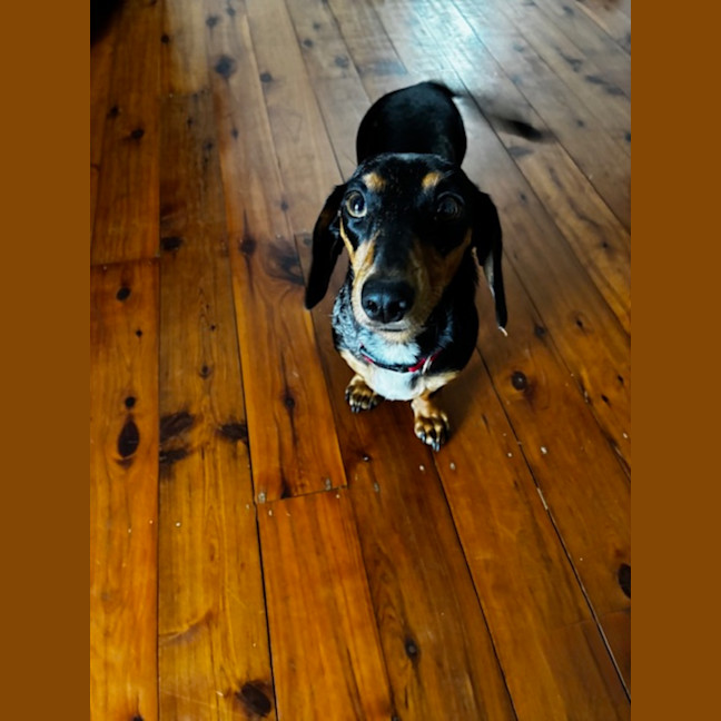 Photo of Maggie   16 Month Old Dachshund