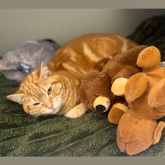 Photo of Rusty