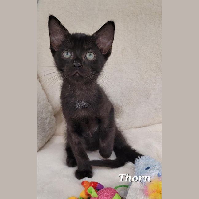 Photo of Thorn
