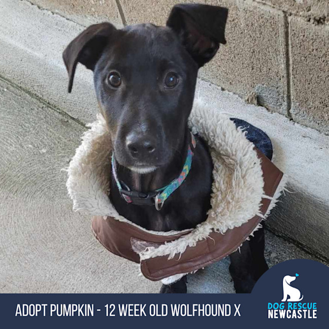 Photo of Pumpkin   12 Week Old Wolfhound X