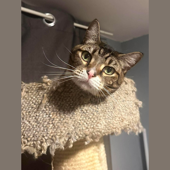 Photo of Mittens