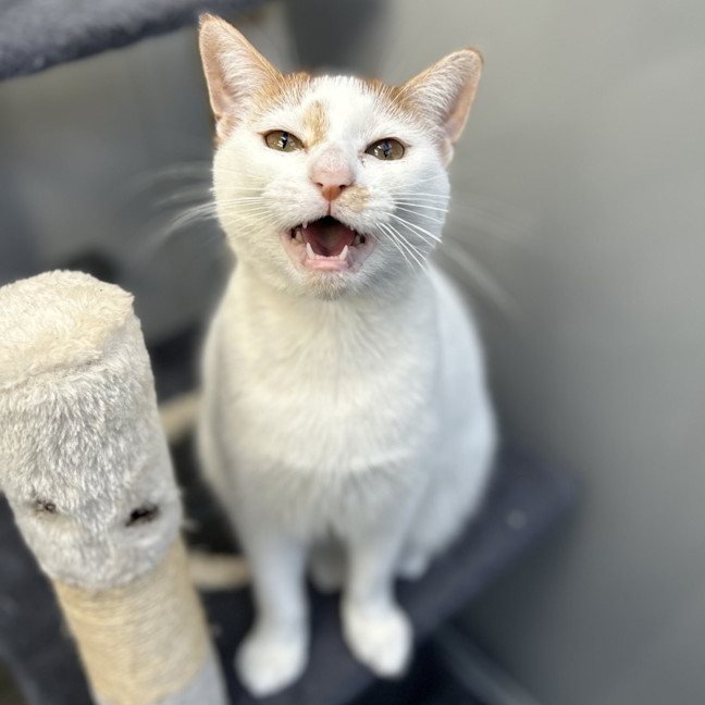 Photo of Pearl