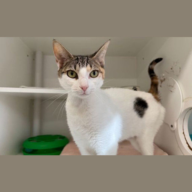 Photo of Apricot