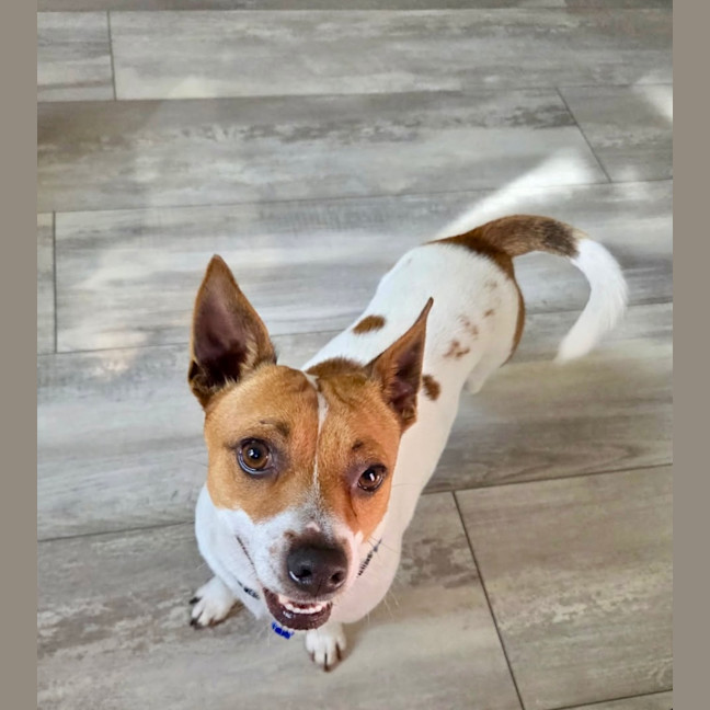 Photo of Poh   3 Year Old Fox Terrier