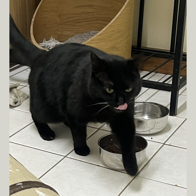 Photo of Mr Pickles Available Rutherford Pet Quarters