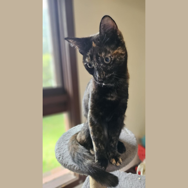 Photo of Gracie   In Foster Care In Bentleigh East