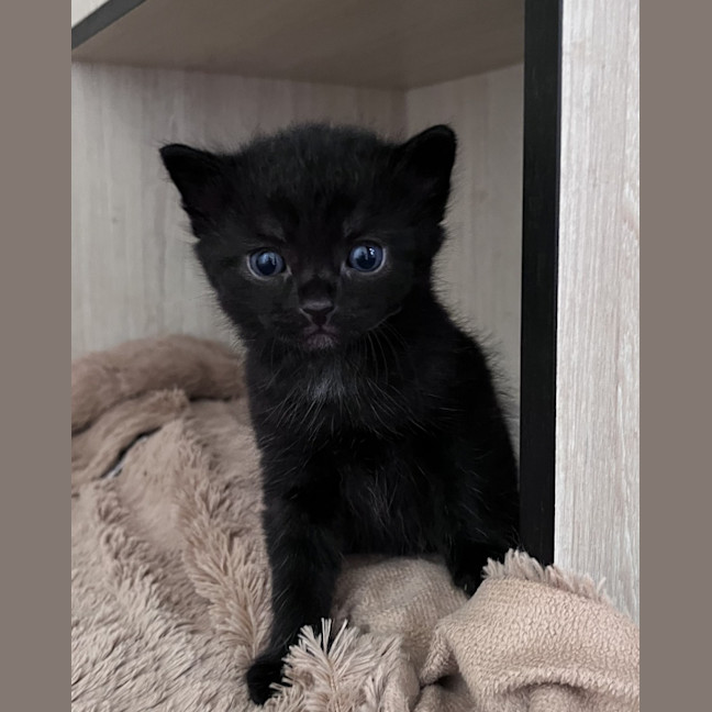 Photo of C1412 Pikelet