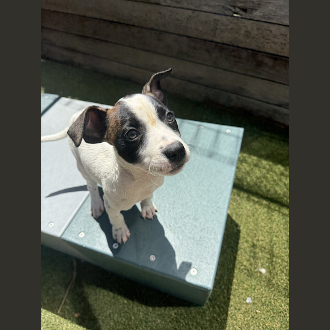 Photo of Belle