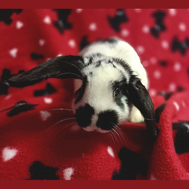 Photo of Penelope