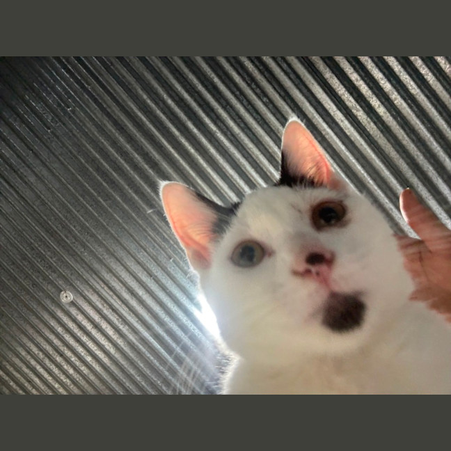 Photo of Meow Meet Me @ Petstock Hastings