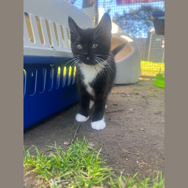 Photo of Oreo