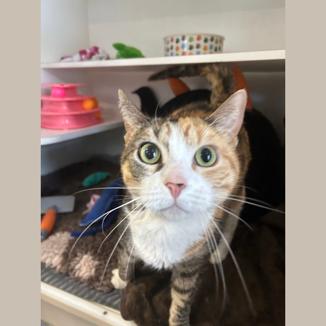 Photo of Tigerlily