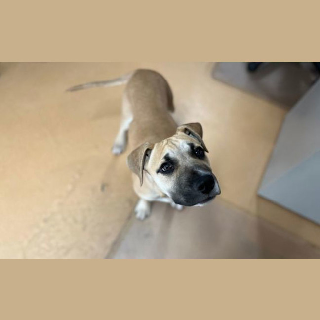 Photo of Buddy