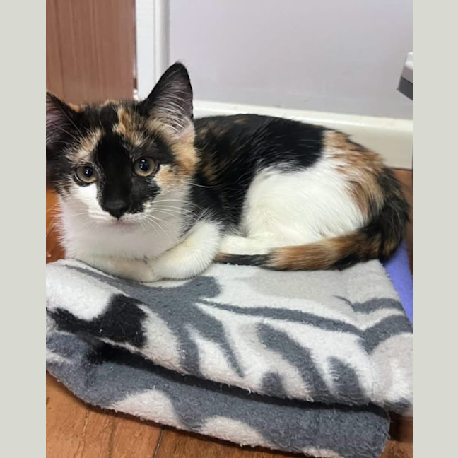 Photo of Cookie