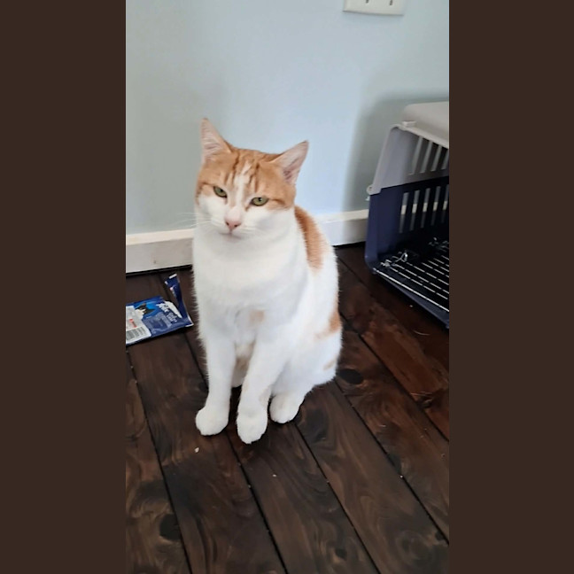 Photo of Mittens 