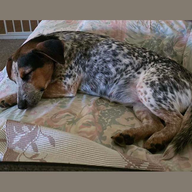 Photo of Honey