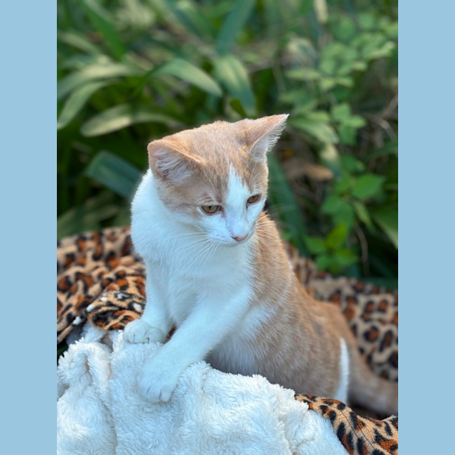 Photo of Cooper 💙🐾😺