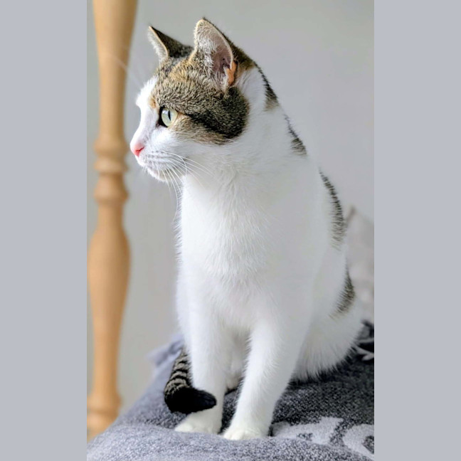 Photo of Queen Croissant