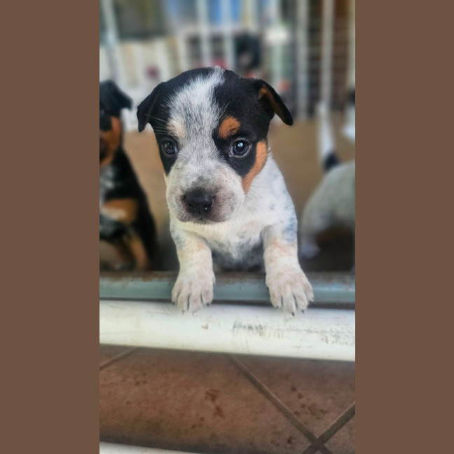 Photo of Scotch