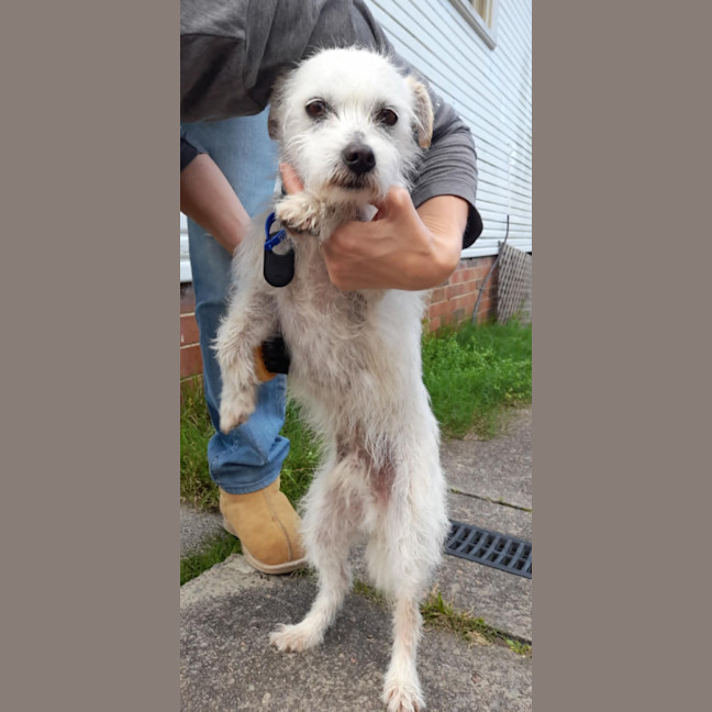 Photo of Gus   11 Year Old Jack Russell X