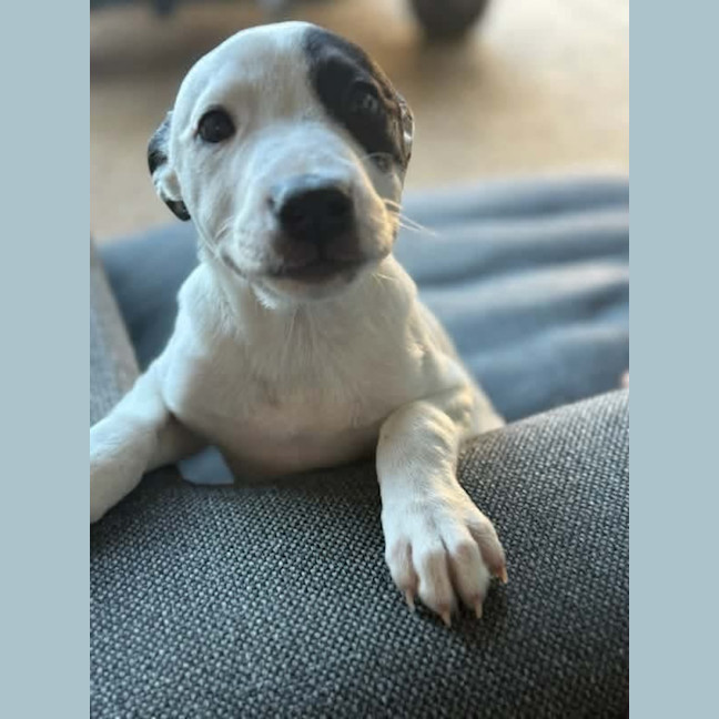 Photo of Evie