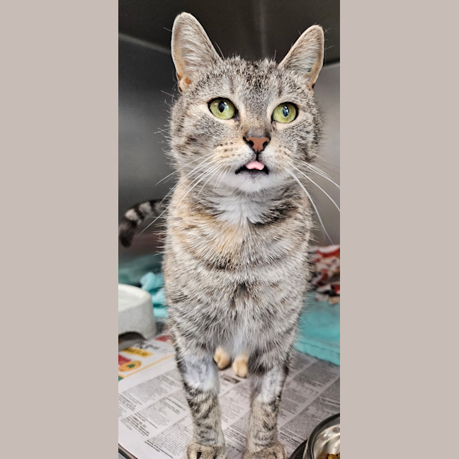 Photo of Tilly