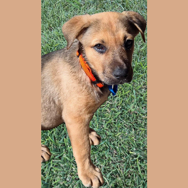 Photo of Bagheera