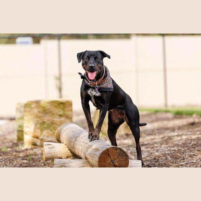 Photo of Macy   2 Year Old Rottweiler X