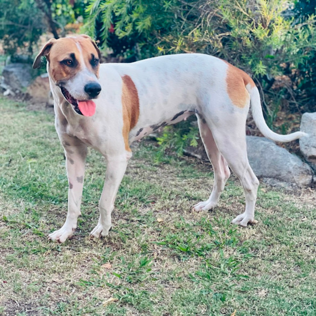 Photo of Patch