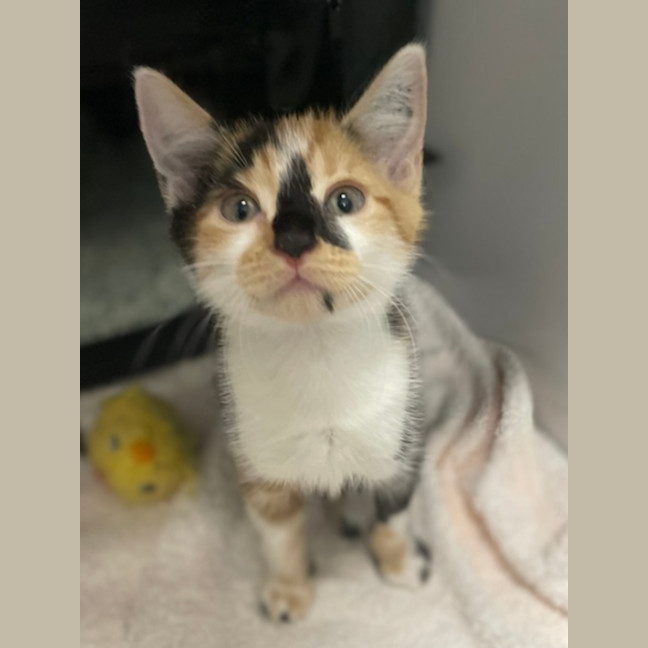 Photo of Glinda *Available At Pet Stock Birkenhead Point*