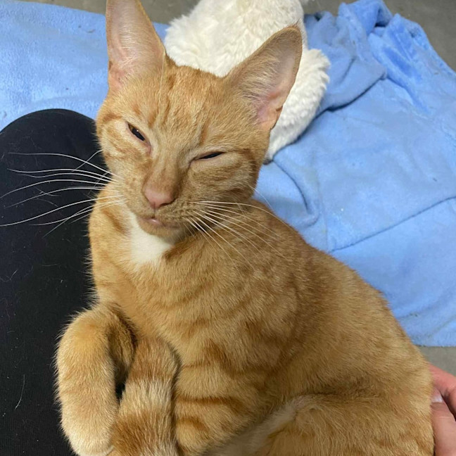 Photo of Cleo 🍁👑