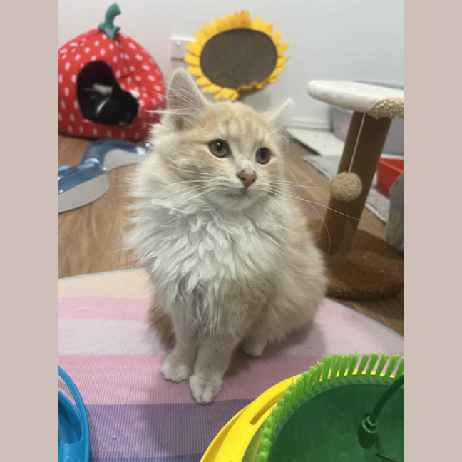 Photo of Juniper   In Foster In Doreen