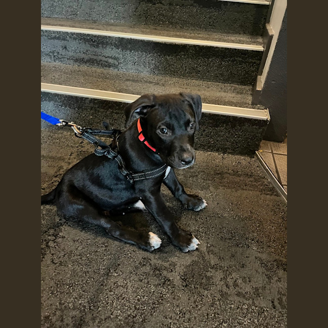 Photo of Loki   8 Week Old Staffy X (On Trial)