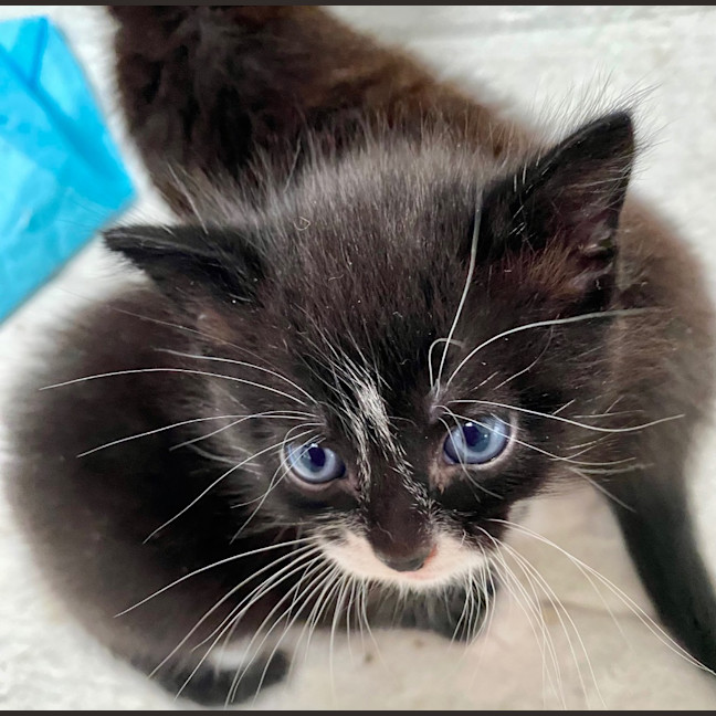 Photo of Foxy Socks Buu