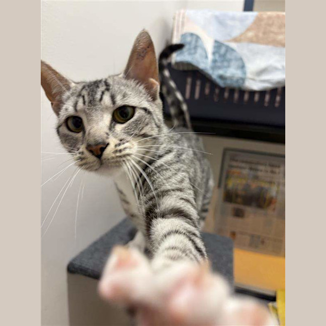 Photo of Persephone
