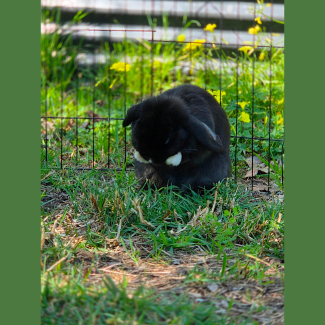 Photo of Socks