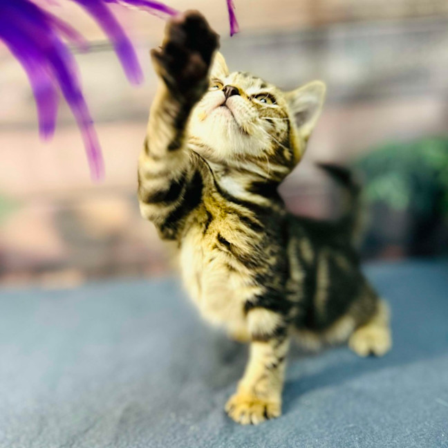 Photo of Mimosa   Located In Preston 