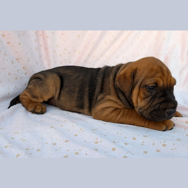 Photo of Banjo
