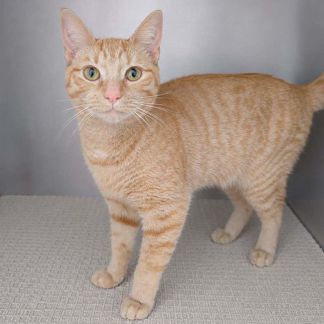 Photo of Peanut
