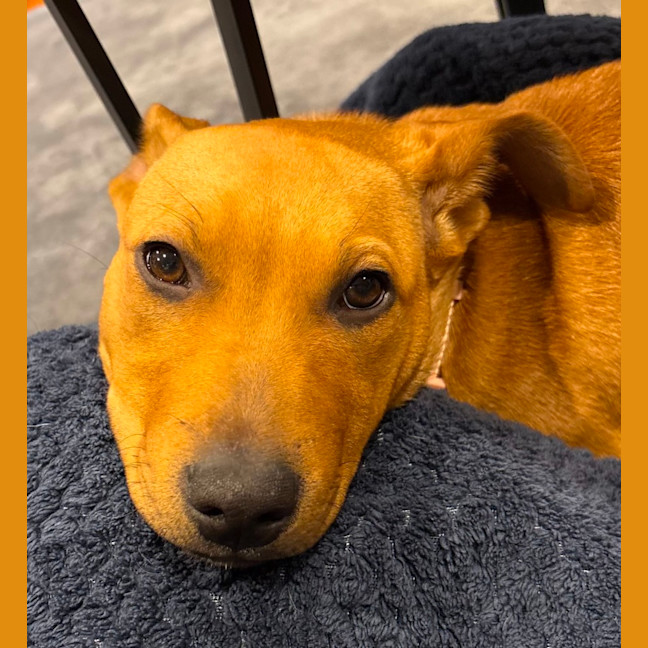 Photo of Bella   14 Week Old Mastiff X