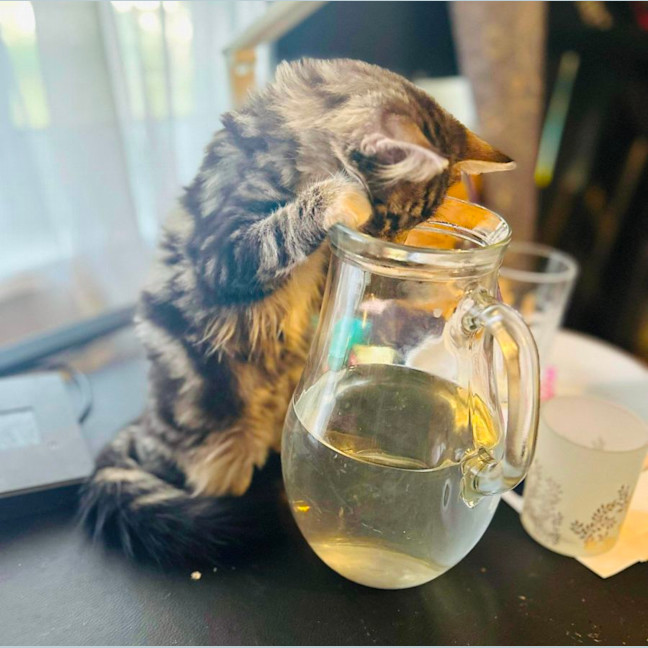 Photo of Jesse   Located In Surrey Hills 