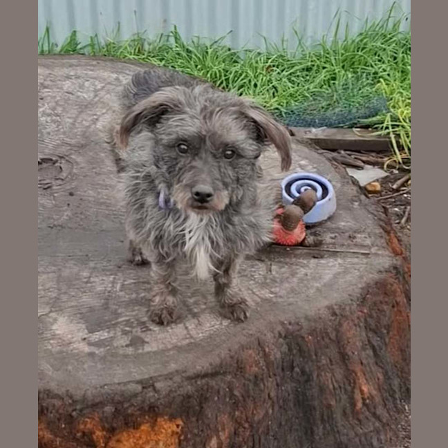 Photo of Barney