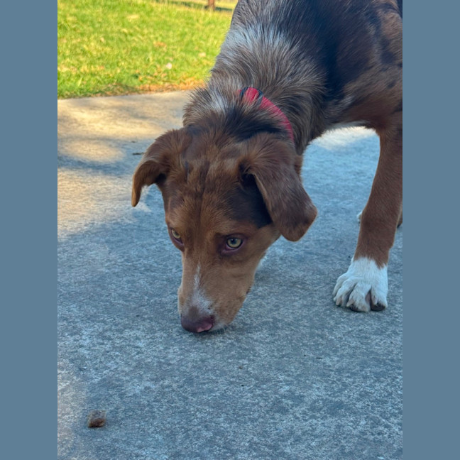 Photo of Ember