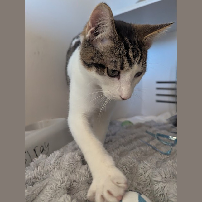 Photo of Cookie