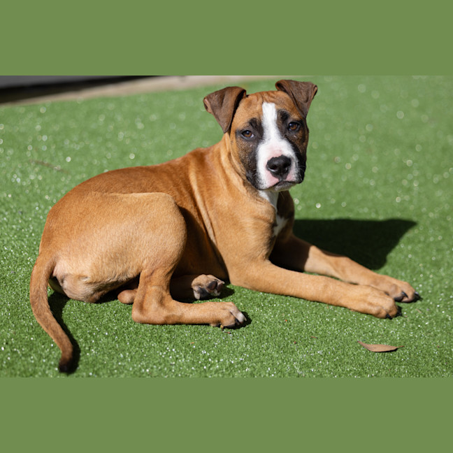 Photo of Comet