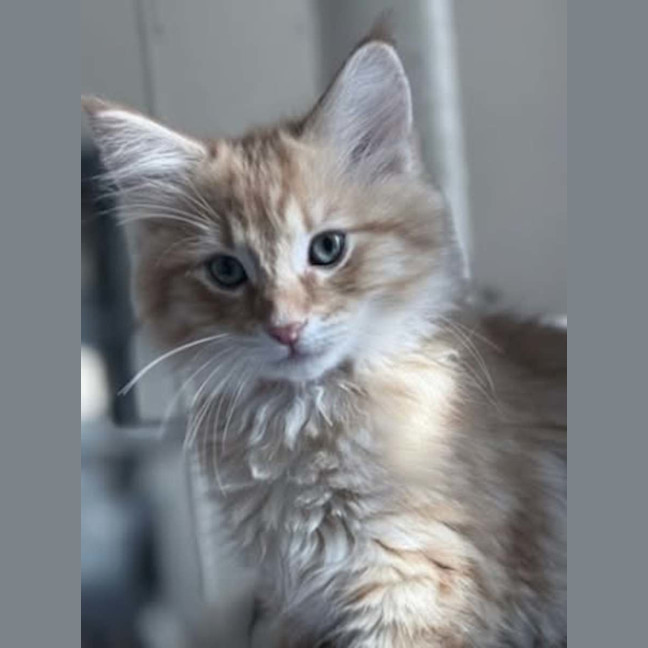 Photo of Tater *9 Lives Project Rescue*