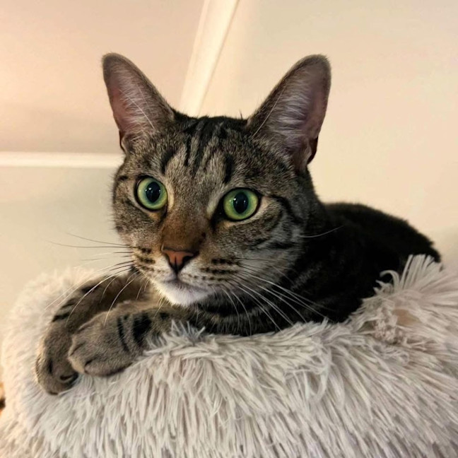 Photo of 7550   Rogue