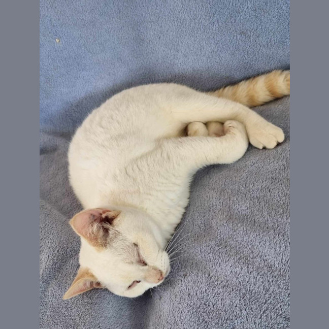 Photo of Strudel