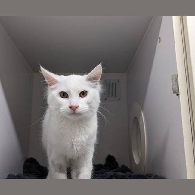 Photo of Falcor